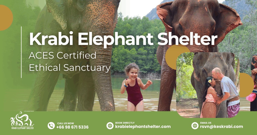 Discover Krabi Elephant Shelter: ACES Certified Ethical Sanctuary