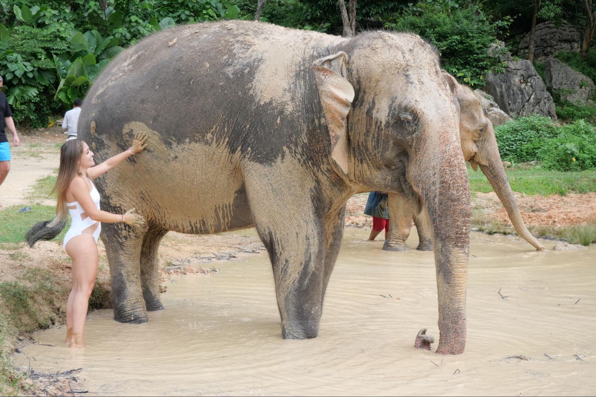 elephants life expectation