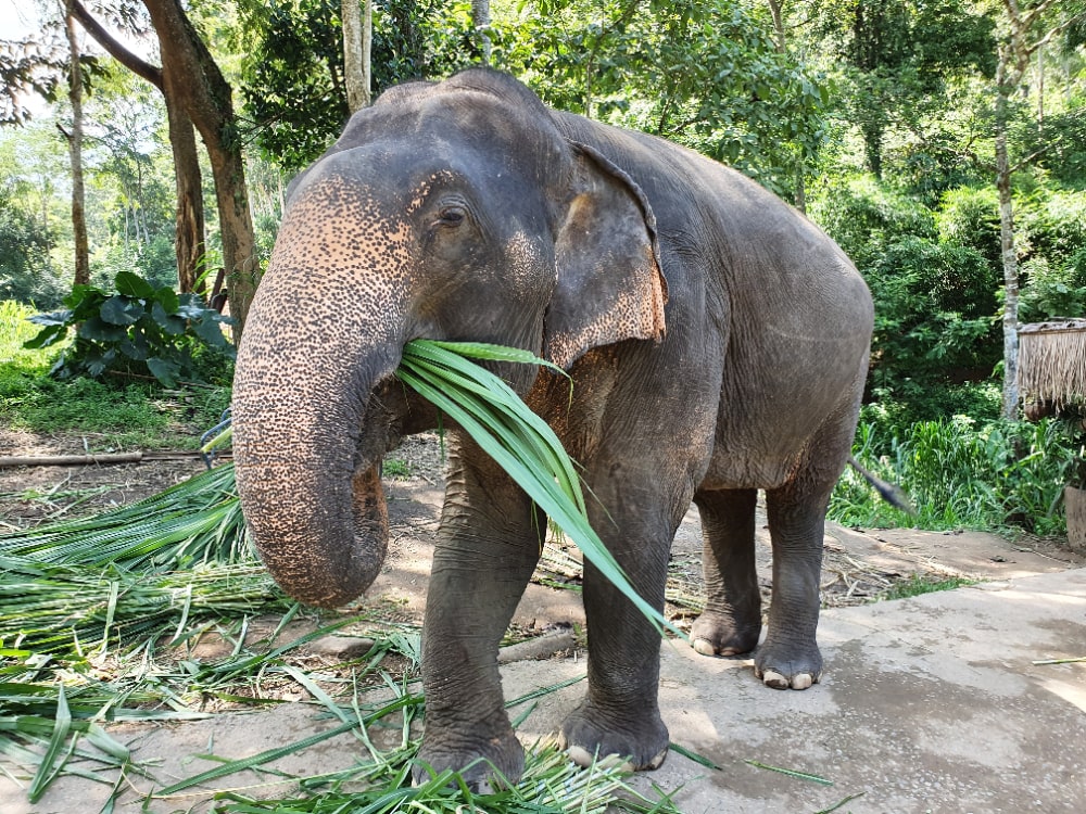 elephant age