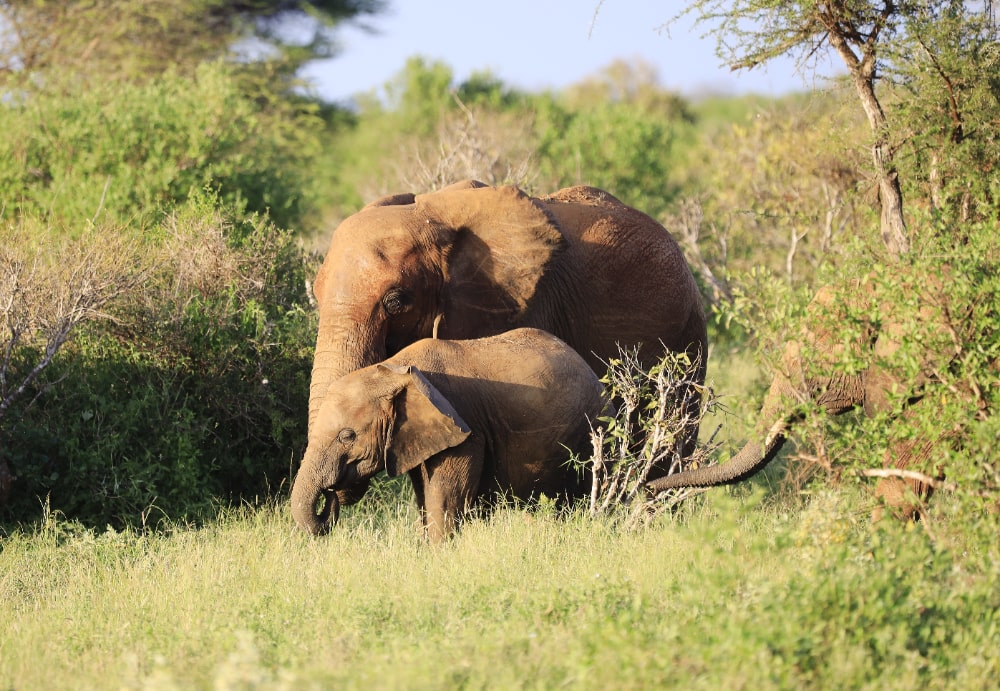 wild elephant life