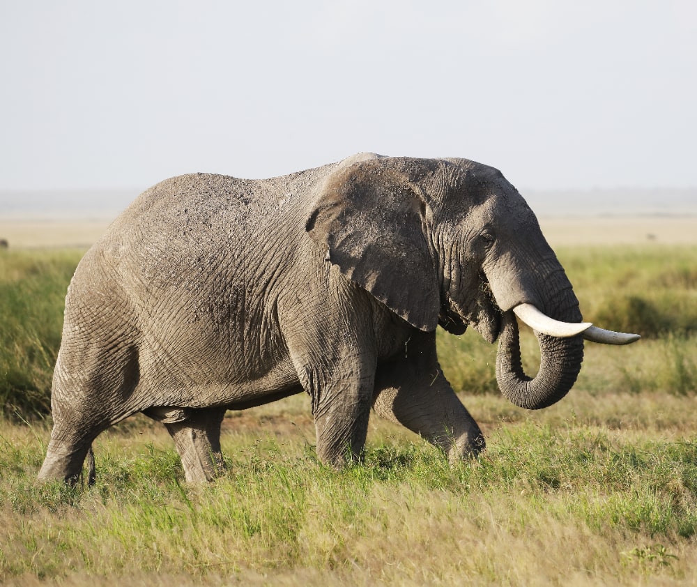 African elephant life