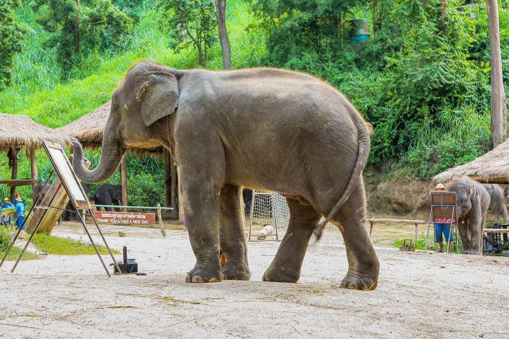 asian elephant life