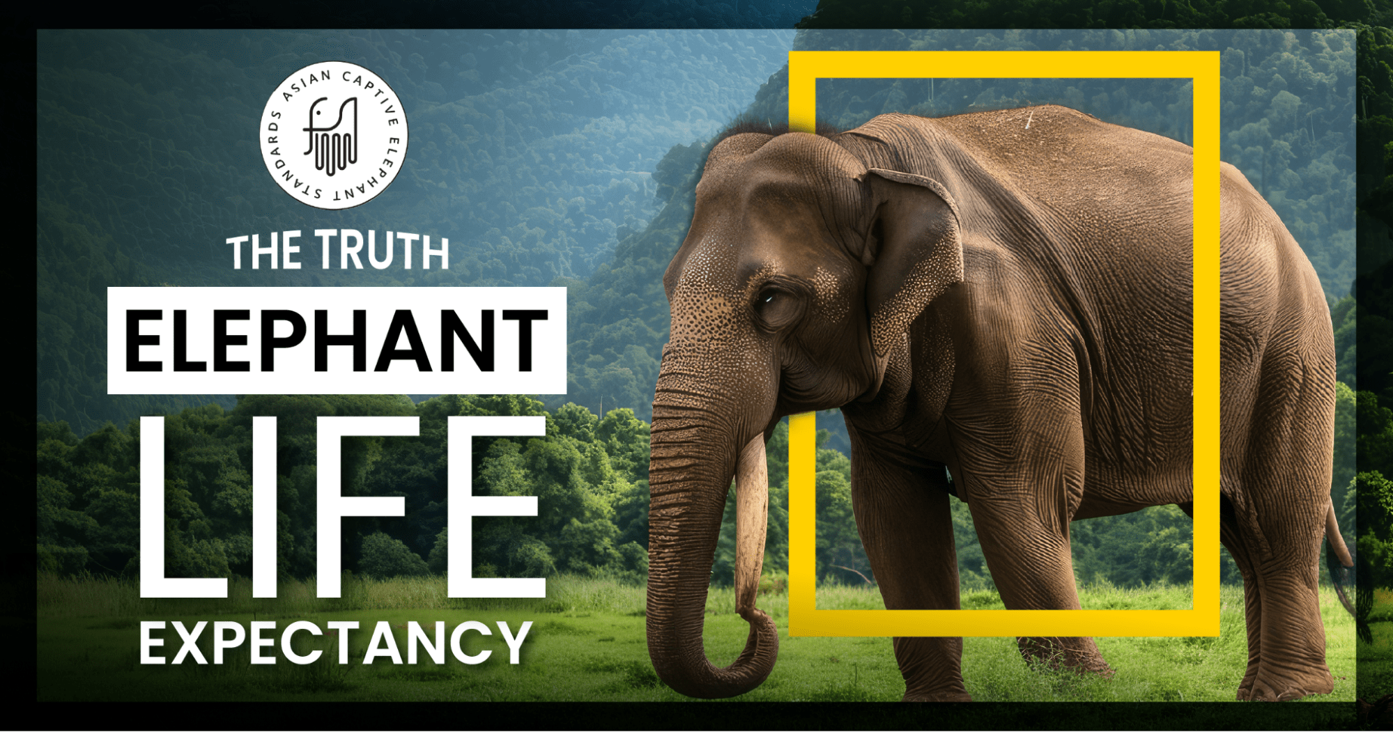 elephant life expectancy