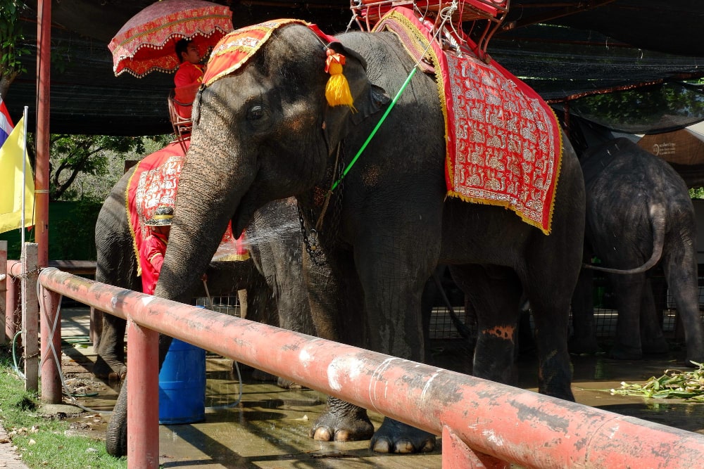 thai elephant national animal