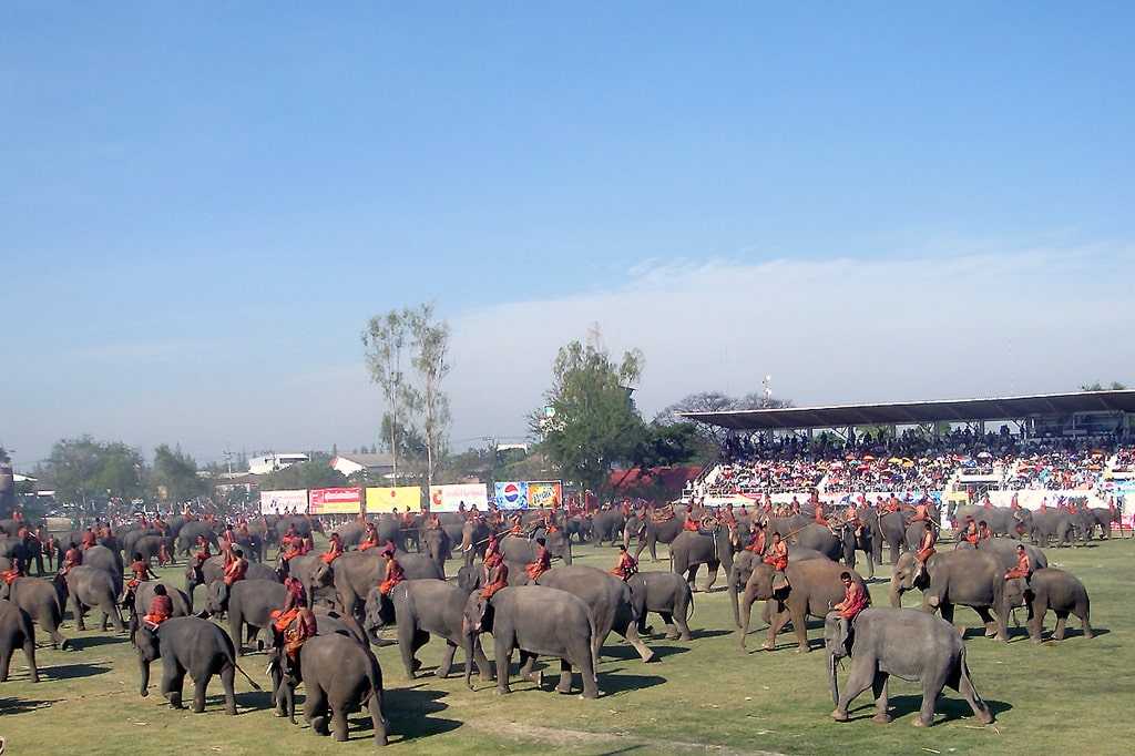 surin elephant round-up