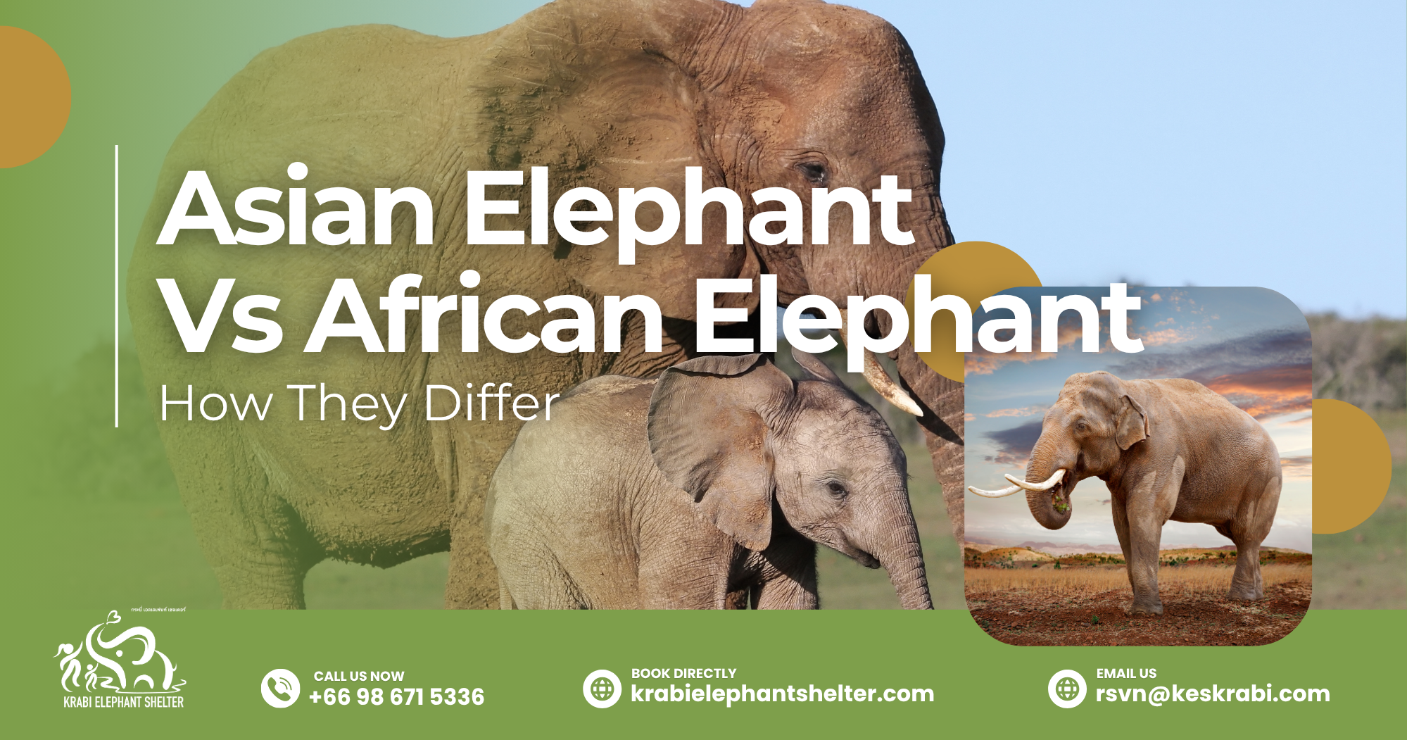 Asian Elephant Vs African Elephant: the differences