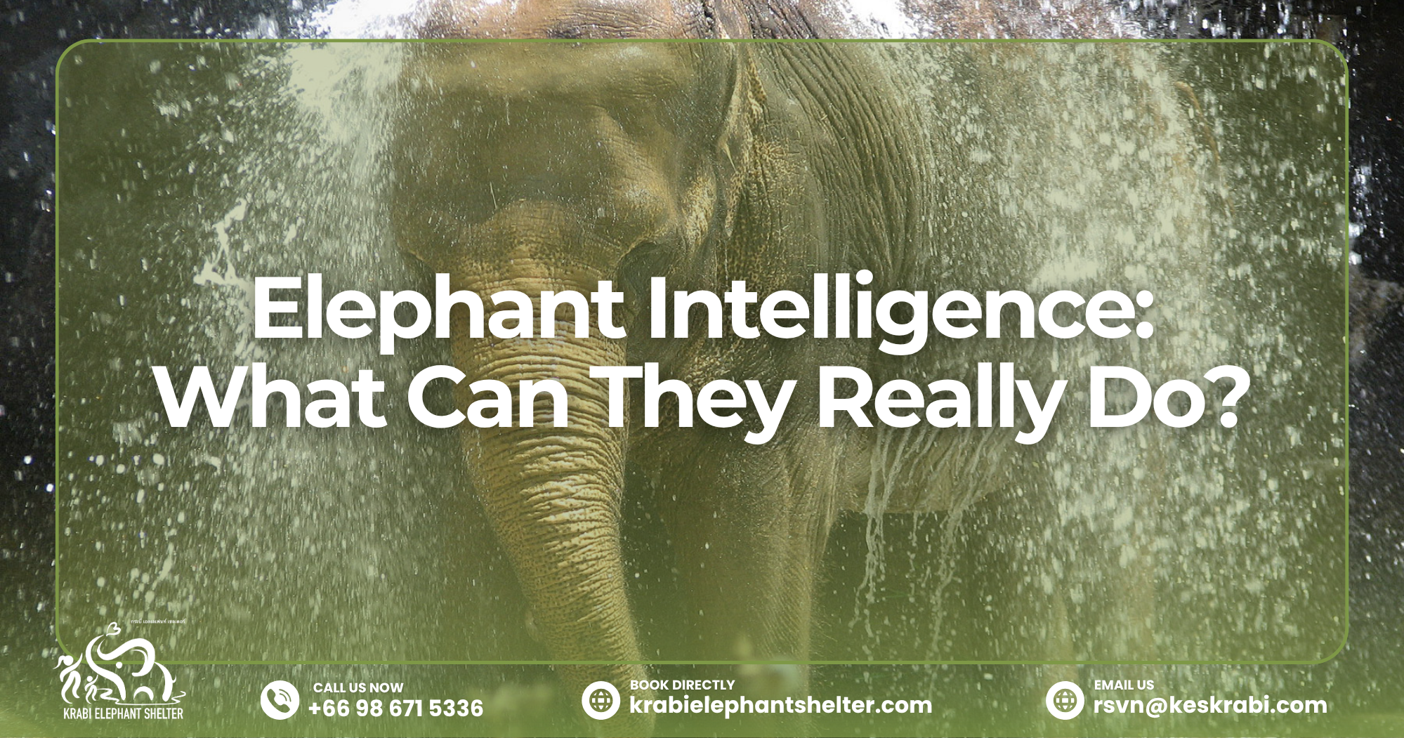 Elephant Intelligence_ What Can They Really Do