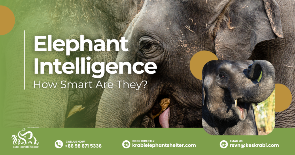 The Science Behind Elephant Intelligence_ How Smart Are They