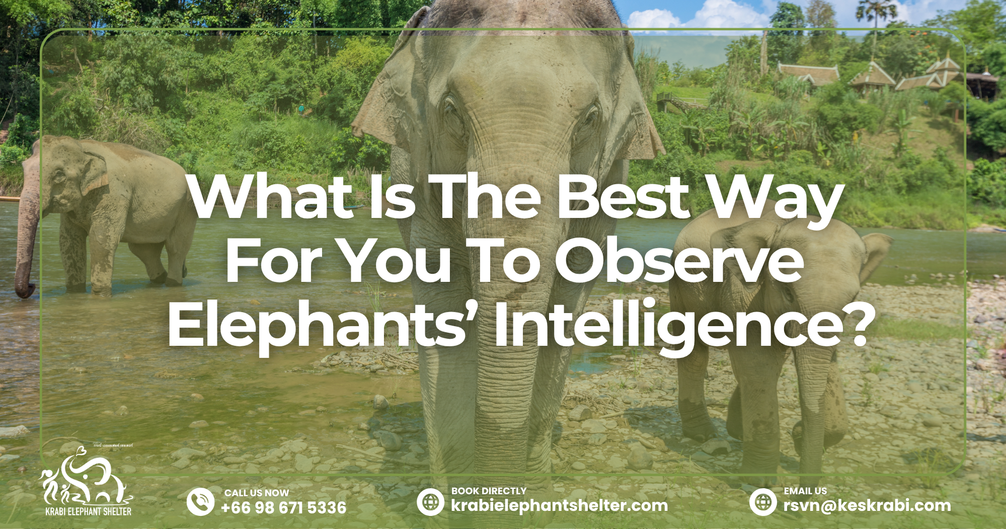 What Is The Best Way For You To Observe Elephants’ Intelligence