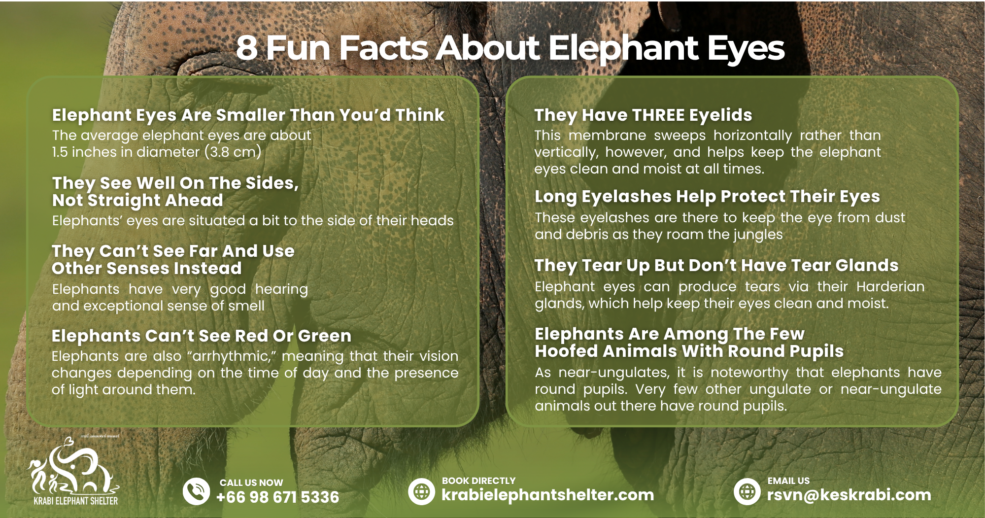 8 Fun Facts About Elephant Eyes