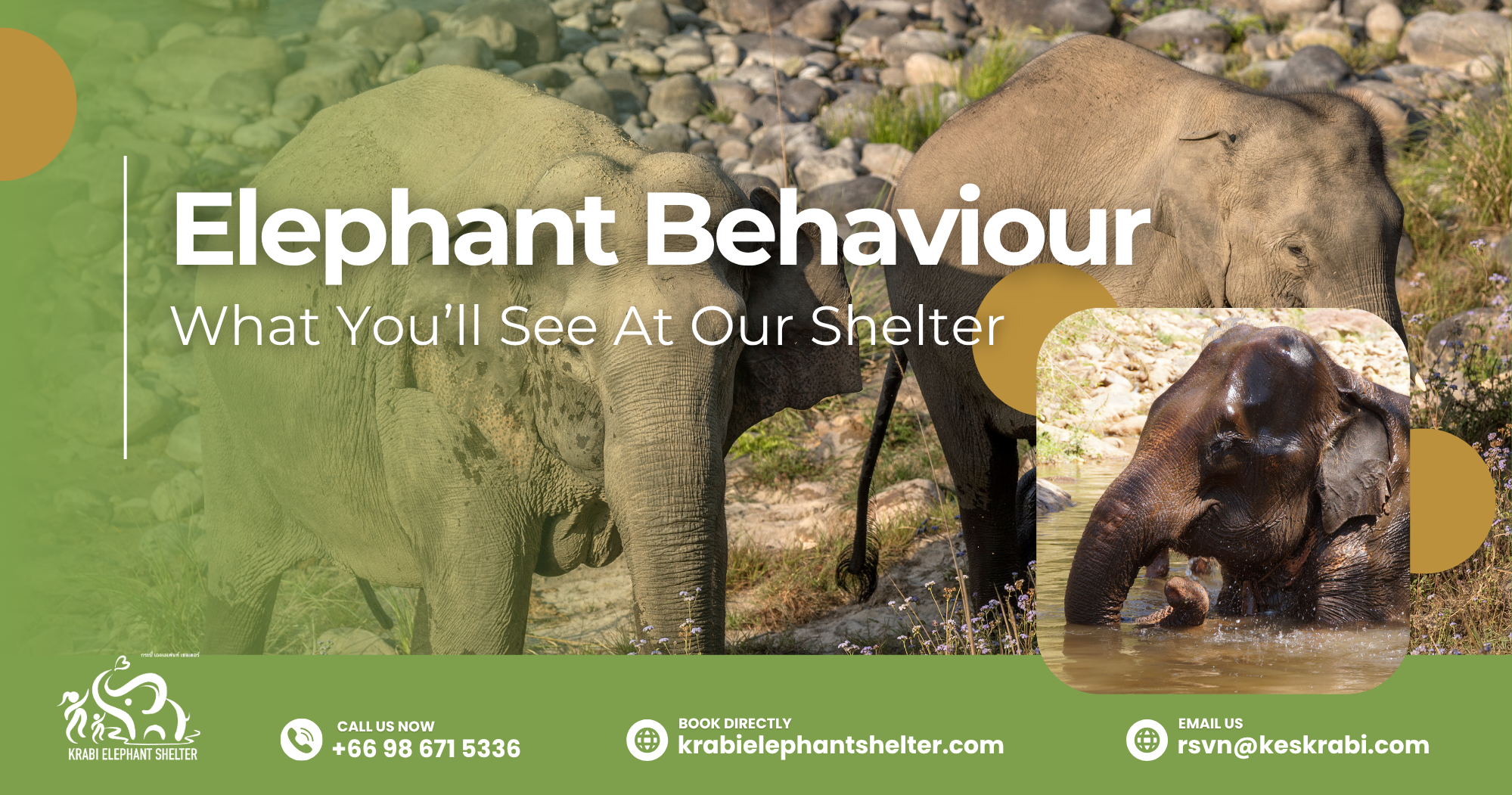 Elephant Behaviour Wonders_ What You’ll See At Our Shelter