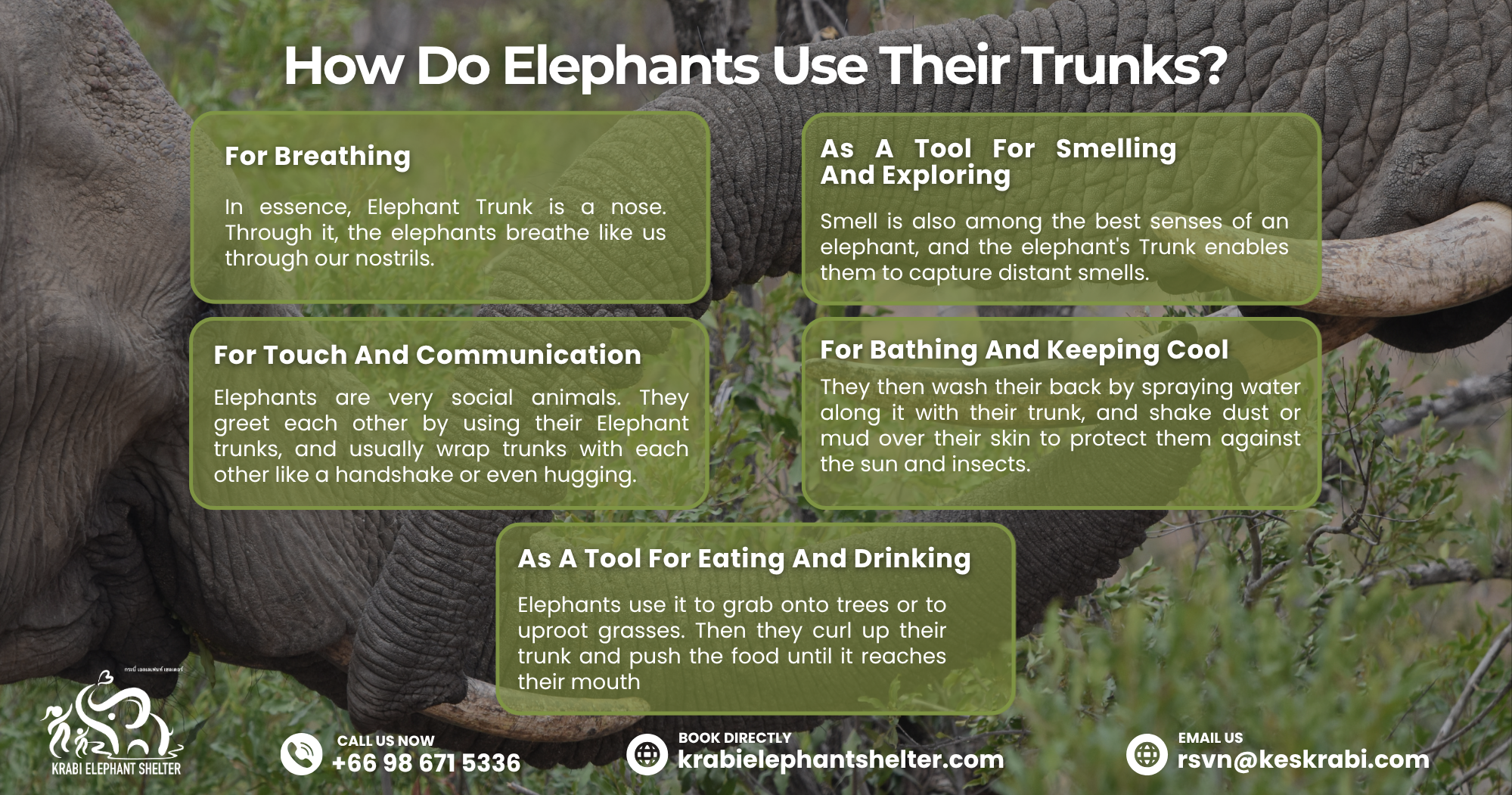 How Do Elephants Use Their Trunks?

