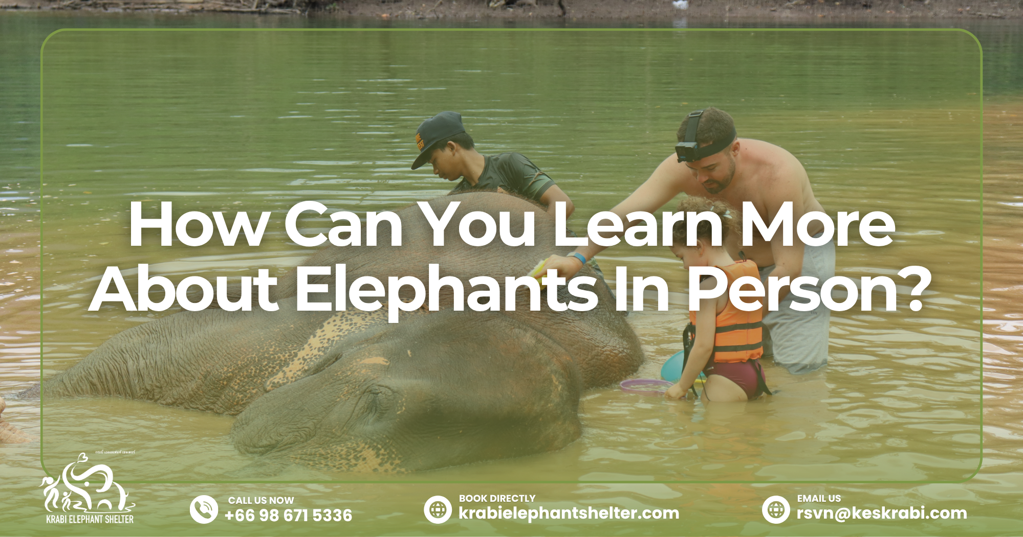How Can You Learn More About Elephants In Person