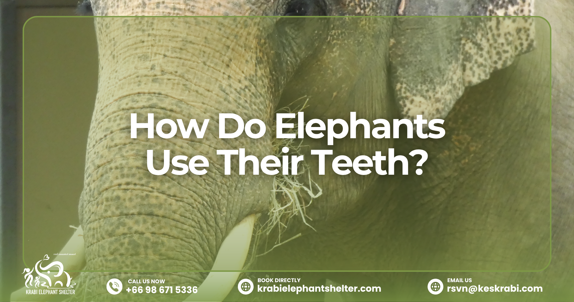 How Do Elephants Use Their Teeth