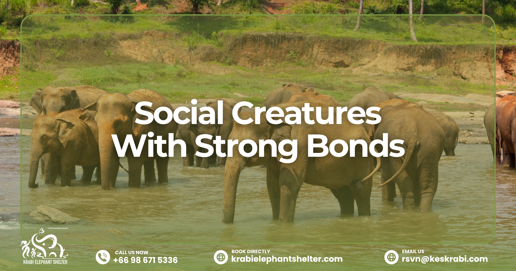A group of elephants relaxing and socialising in a protected sanctuary environment, showcasing natural elephant behaviour such as dusting, bonding, and foraging.