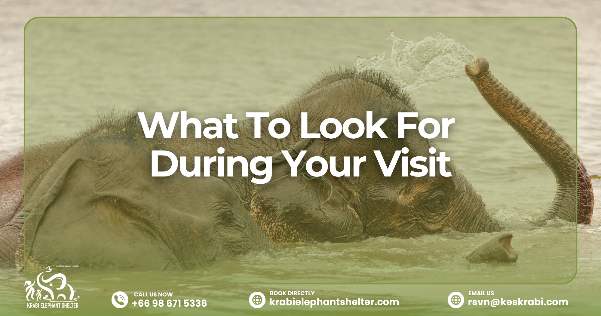 Elephant engage in natural behaviours—such as dust bathing, socialising, or playing in water—taken in an open, sanctuary setting.