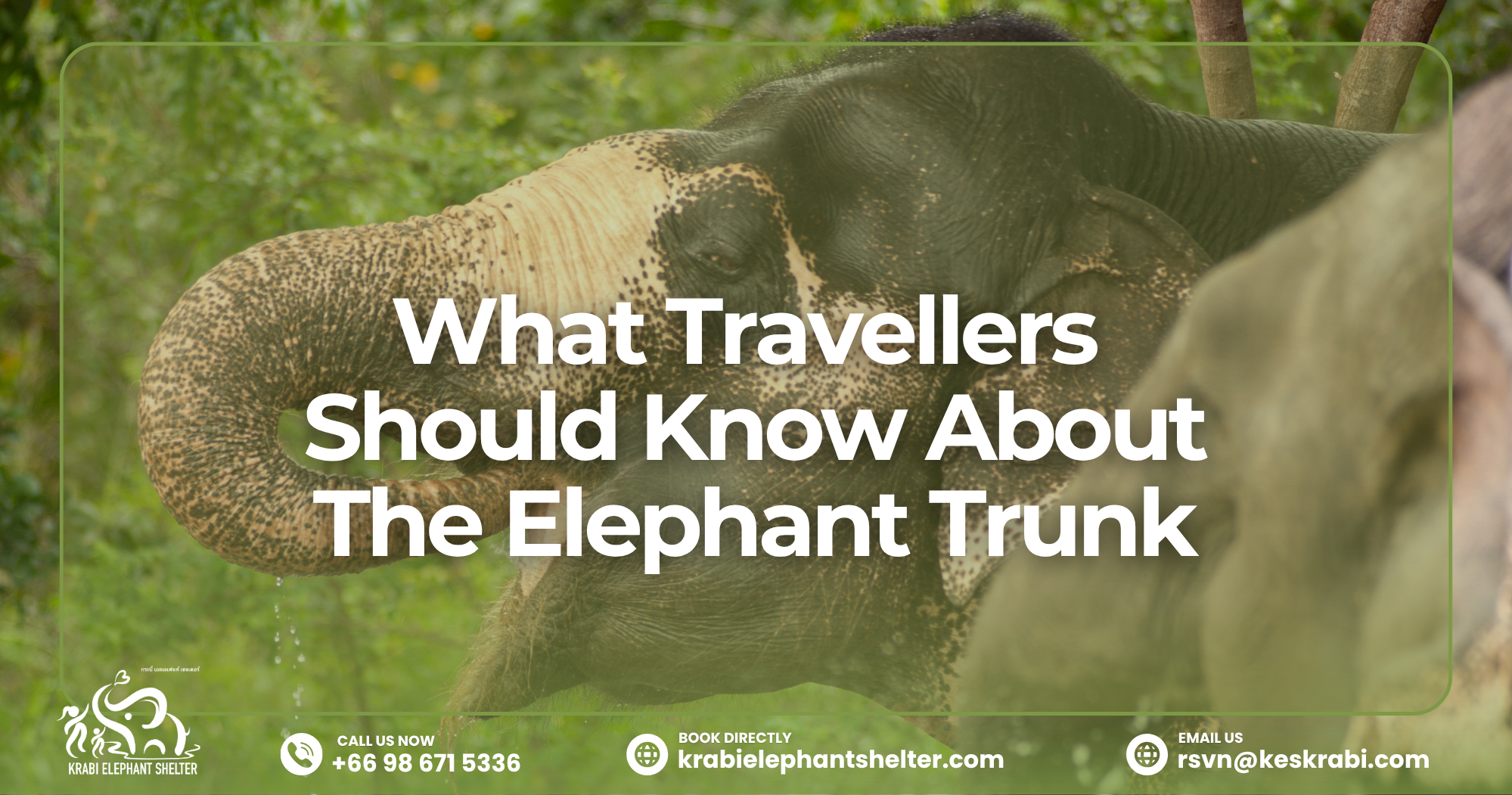 What Travellers Should Know About The Elephant Trunk
