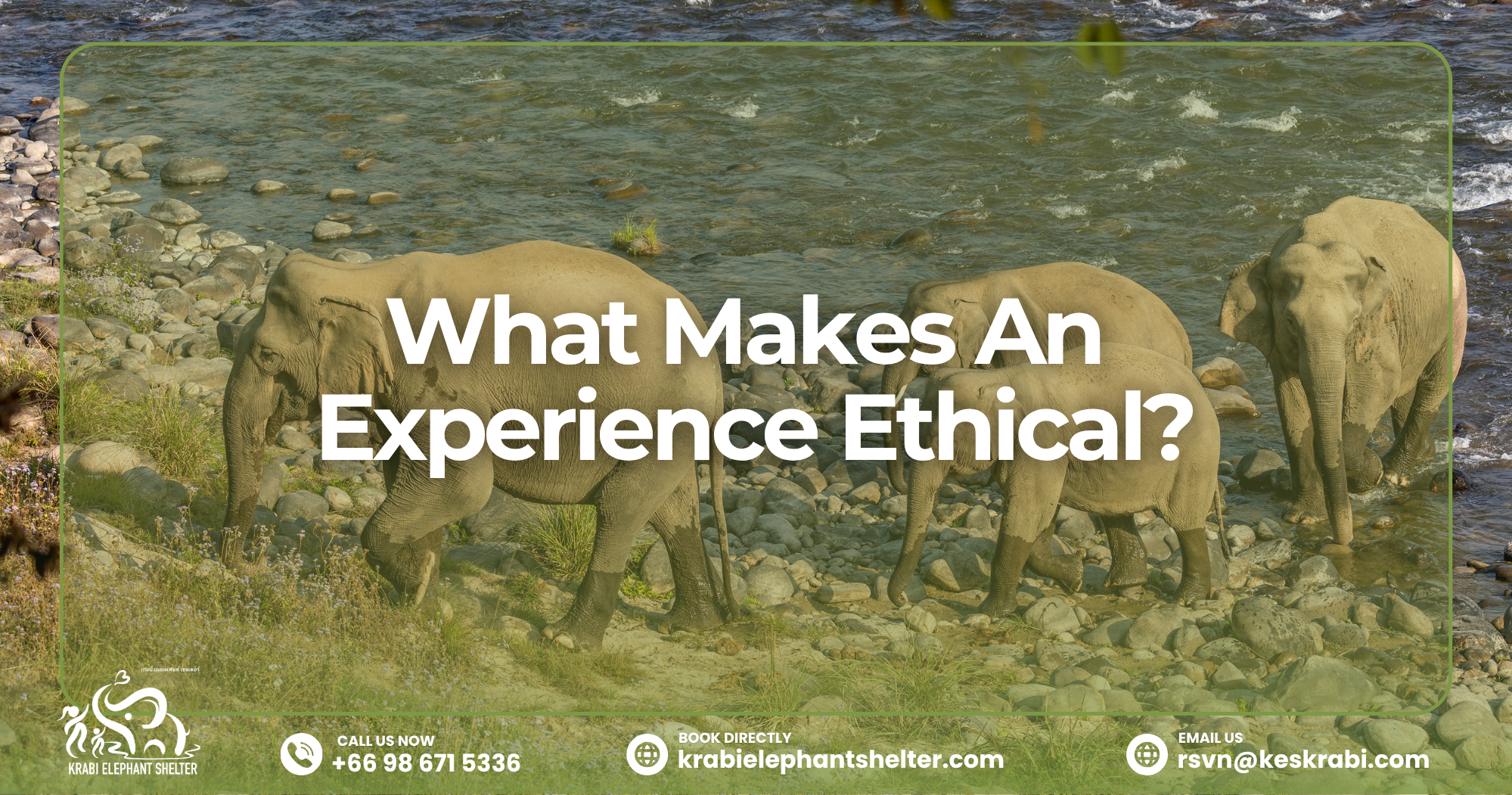 An elephant walking freely with tourists observing during an ethical Elephant Experience in a forest sanctuary.