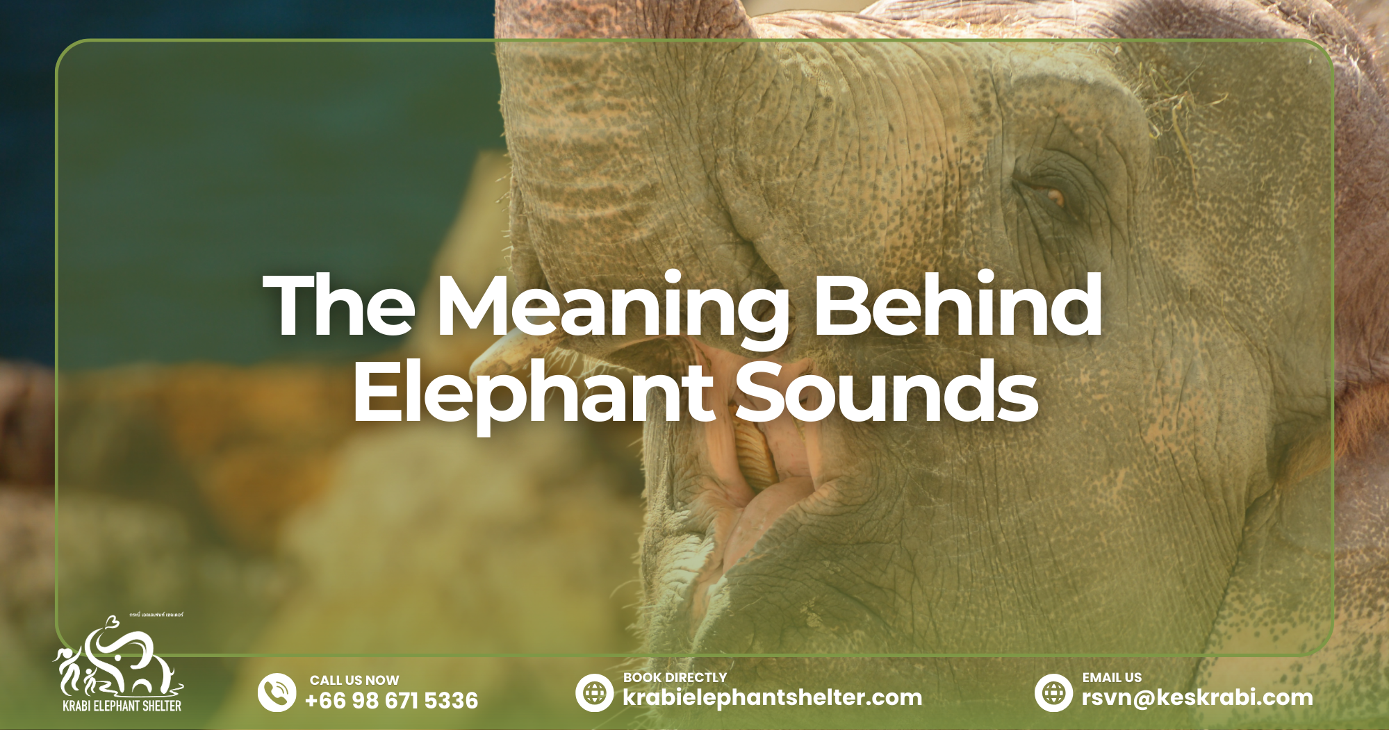 Elephant making a trumpet sound in the wild
