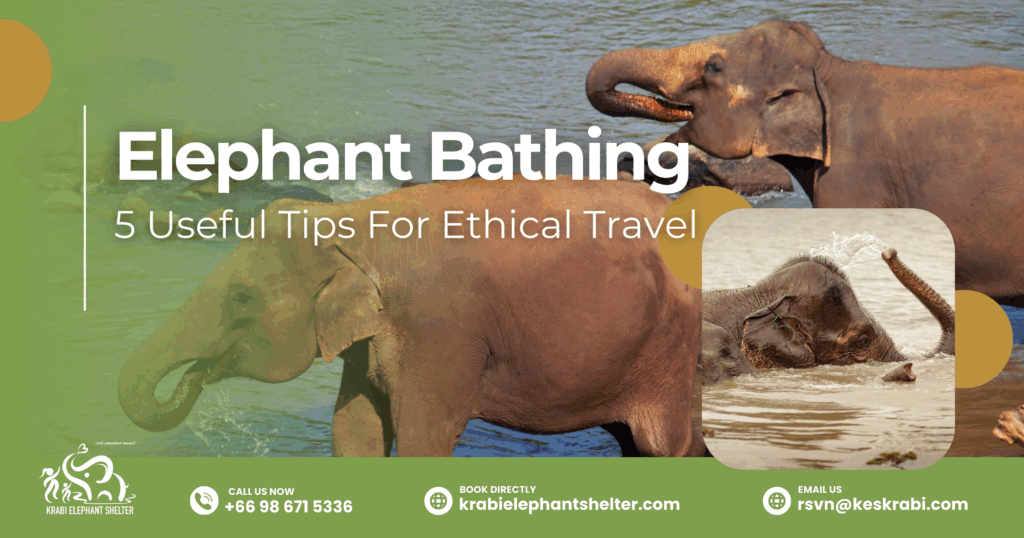 Visitors enjoying elephant bathing with elephants in Krabi