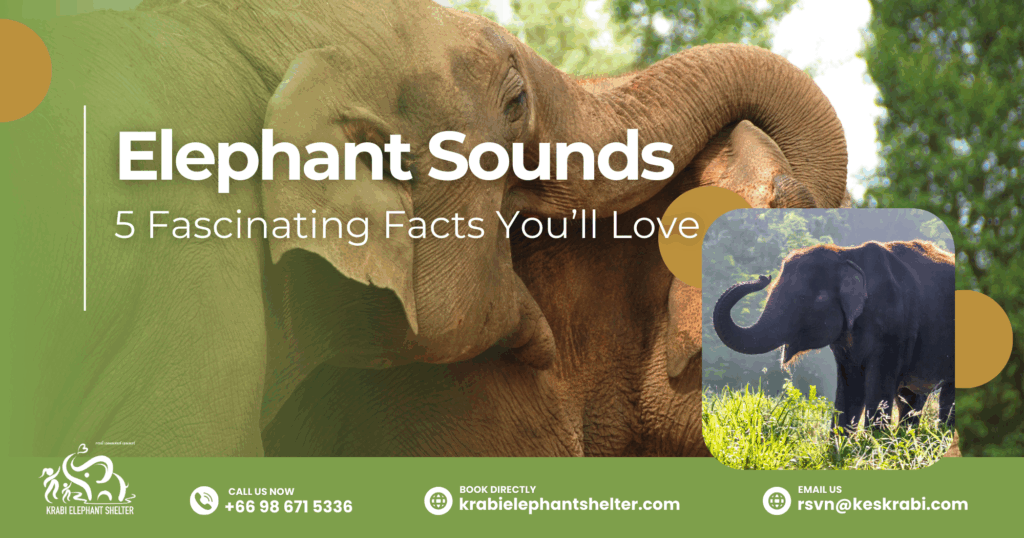 Elephant Sounds_ 5 Fascinating Facts You’ll Love