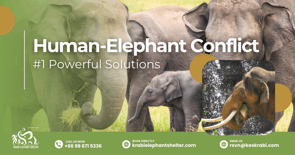 Human-Elephant Conflict_ #1 Powerful Solutions