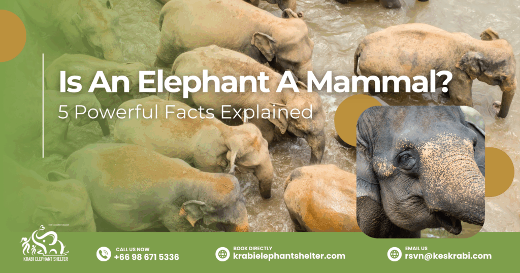 Is An Elephant A Mammal_ 5 Powerful Facts Explained