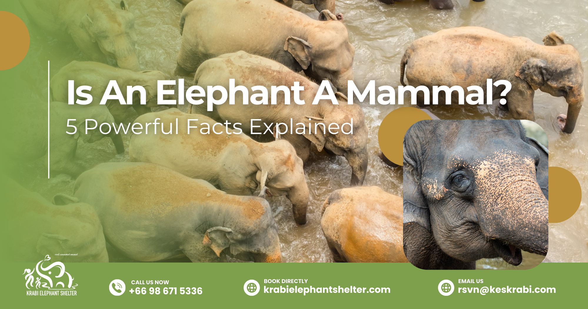 Is An Elephant A Mammal_ 5 Powerful Facts Explained