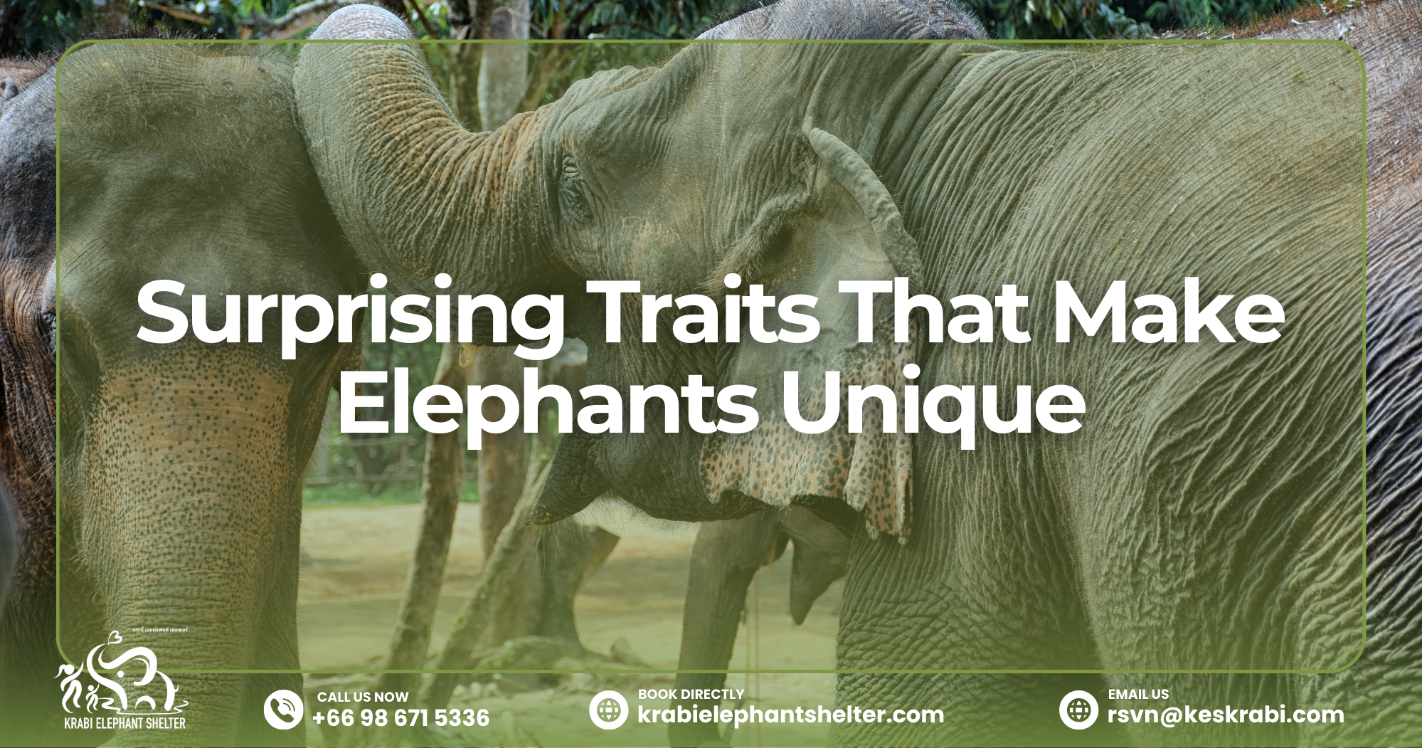 Surprising Traits That Make Elephants Unique
