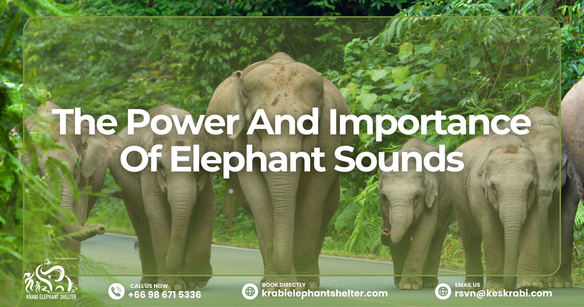The Power And Importance Of Elephant Sounds