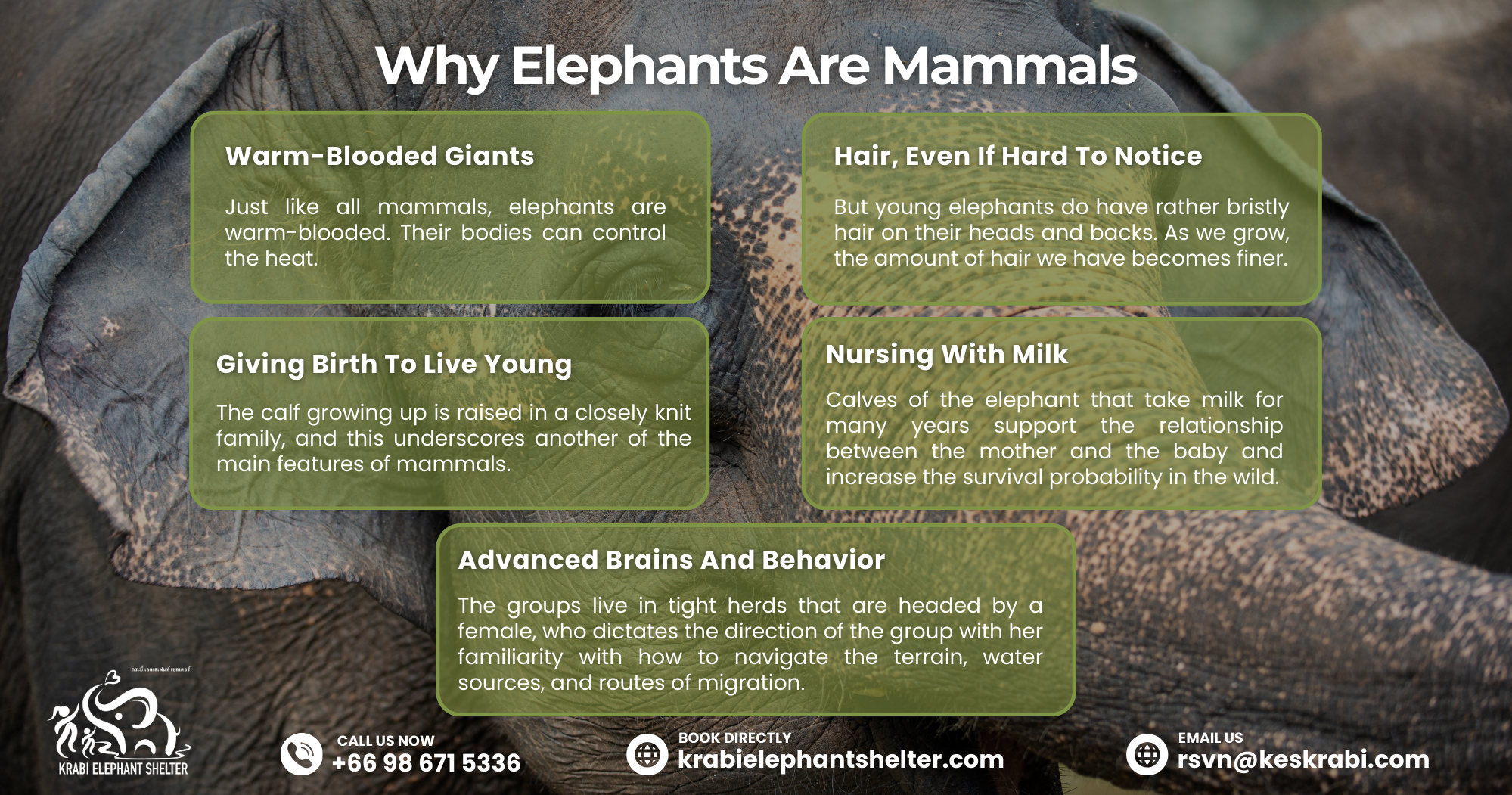 Why Elephants Are Mammals