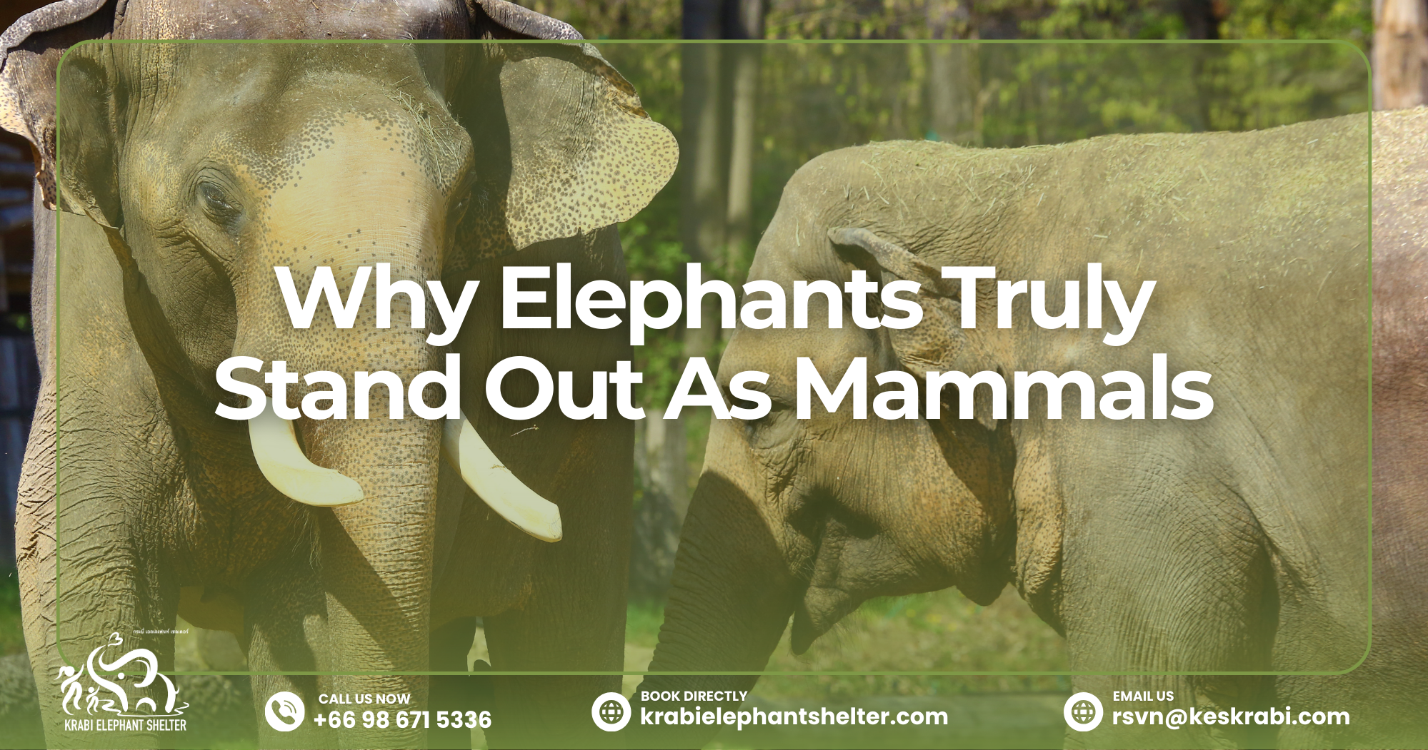 Why Elephants Truly Stand Out As Mammals