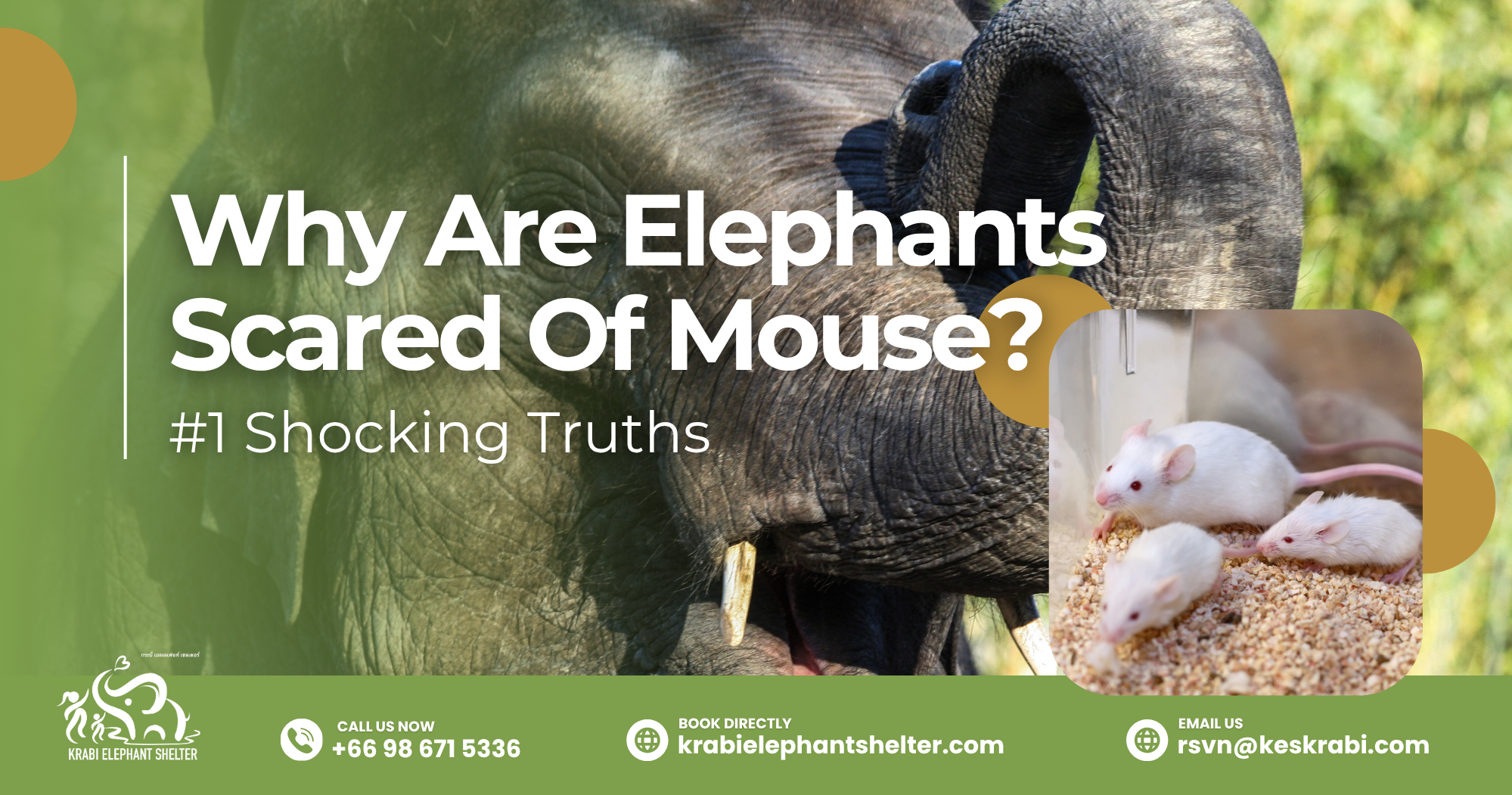 Is it true that a mouse can scare an elephant?