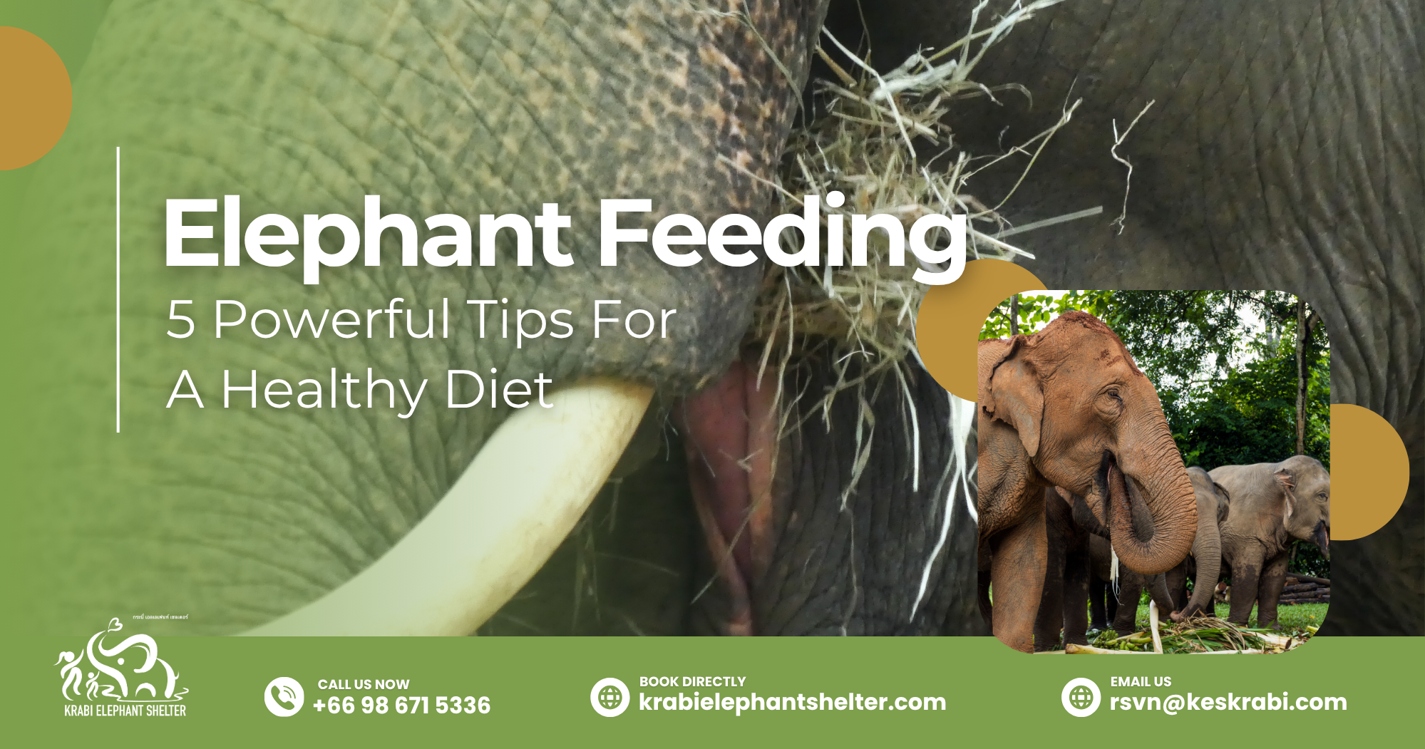 Ethical elephant feeding at Krabi Elephant Shelter