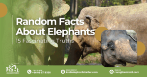Random Facts About Elephants: 15 Fascinating Truths