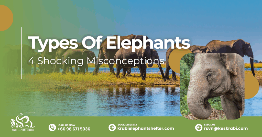 3 Types Of Elephants