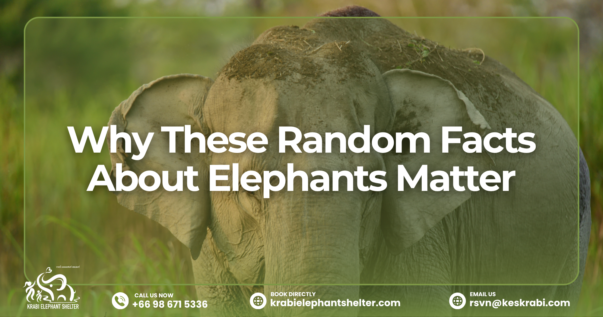 Why These Random Facts About Elephants Matter