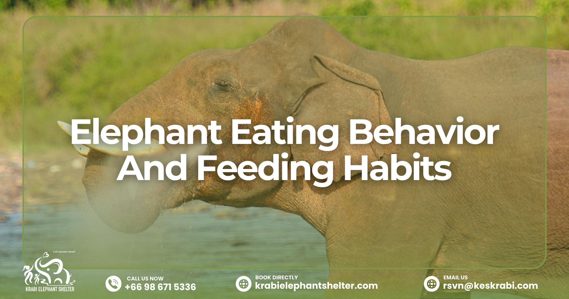 Elephant Eating Behavior And Feeding Habits