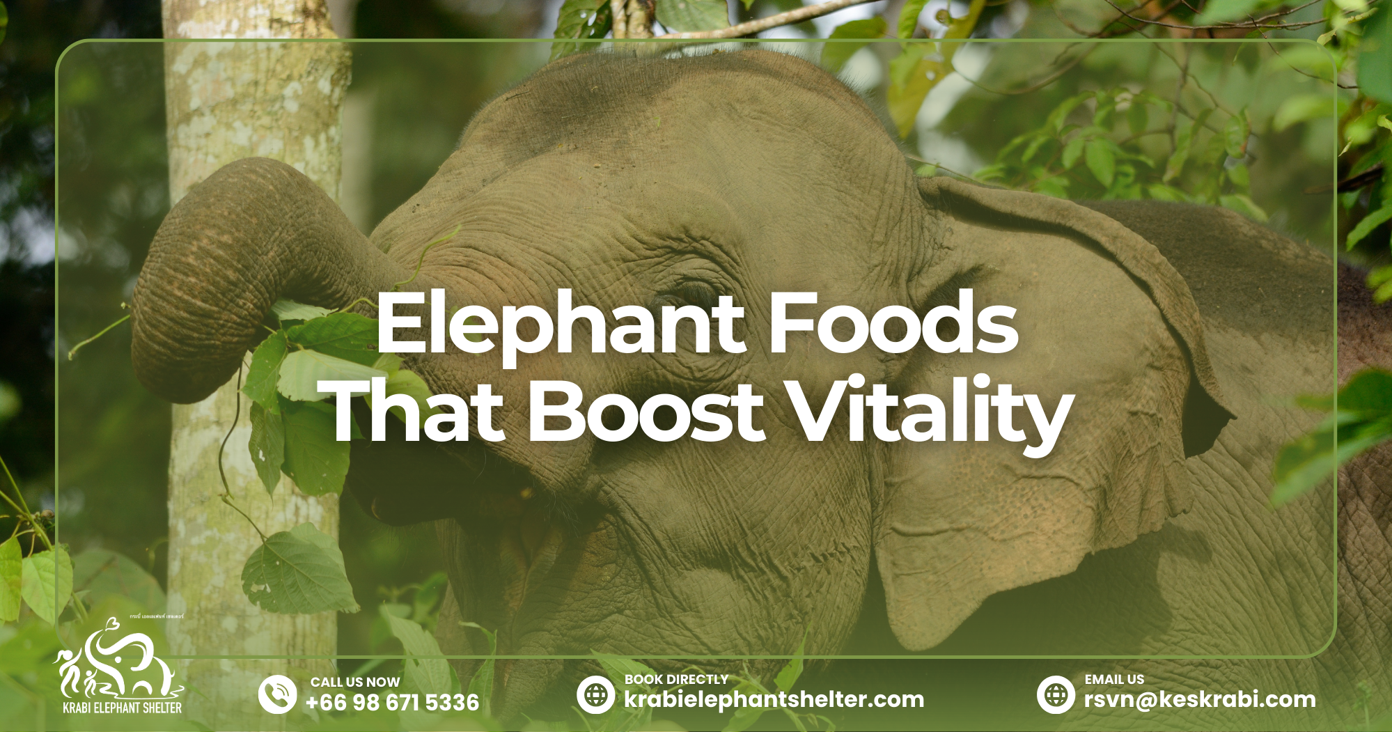 Elephant Foods That Boost Vitality