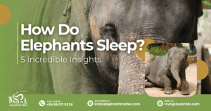 How Do Elephants Sleep_ 5 Incredible Insights