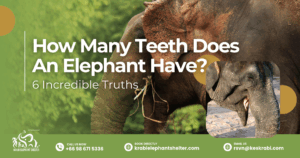 How Many Teeth Does An Elephant Have_ 6 Incredible Truths