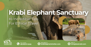 Krabi Elephant Sanctuary_ #1 Incredible Tips For Ethical Travel