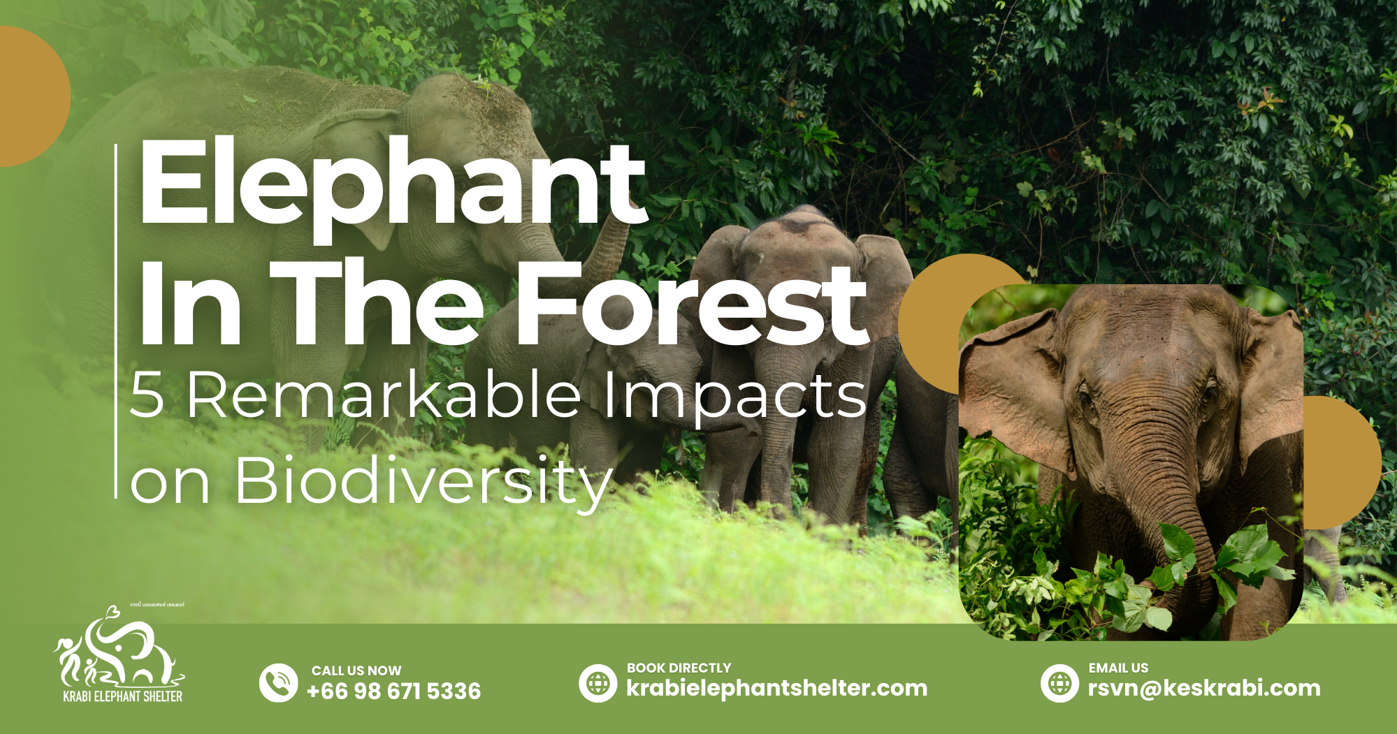 Elephant In The Forest_ 5 Remarkable Impacts on Biodiversity