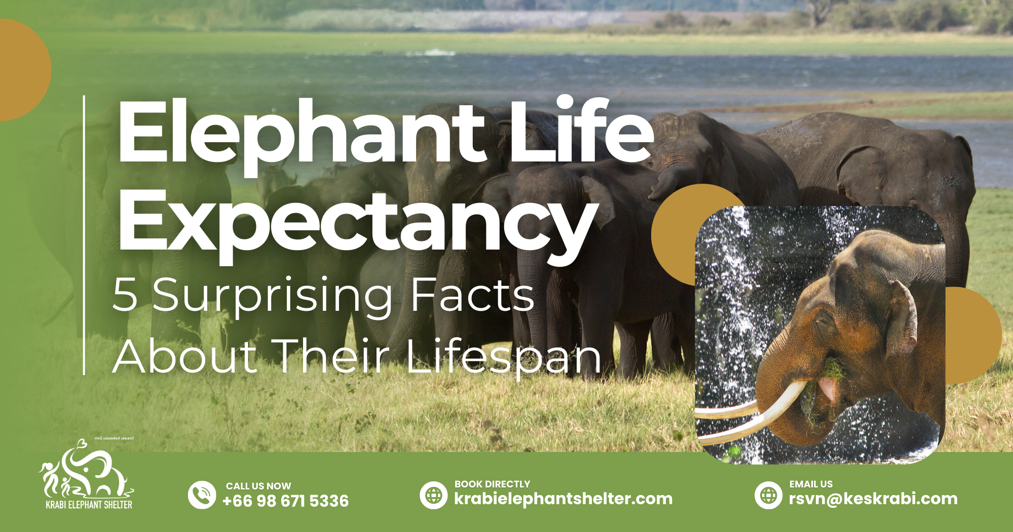 Elephant Life Expectancy: 5 Surprising Facts About Their Lifespan