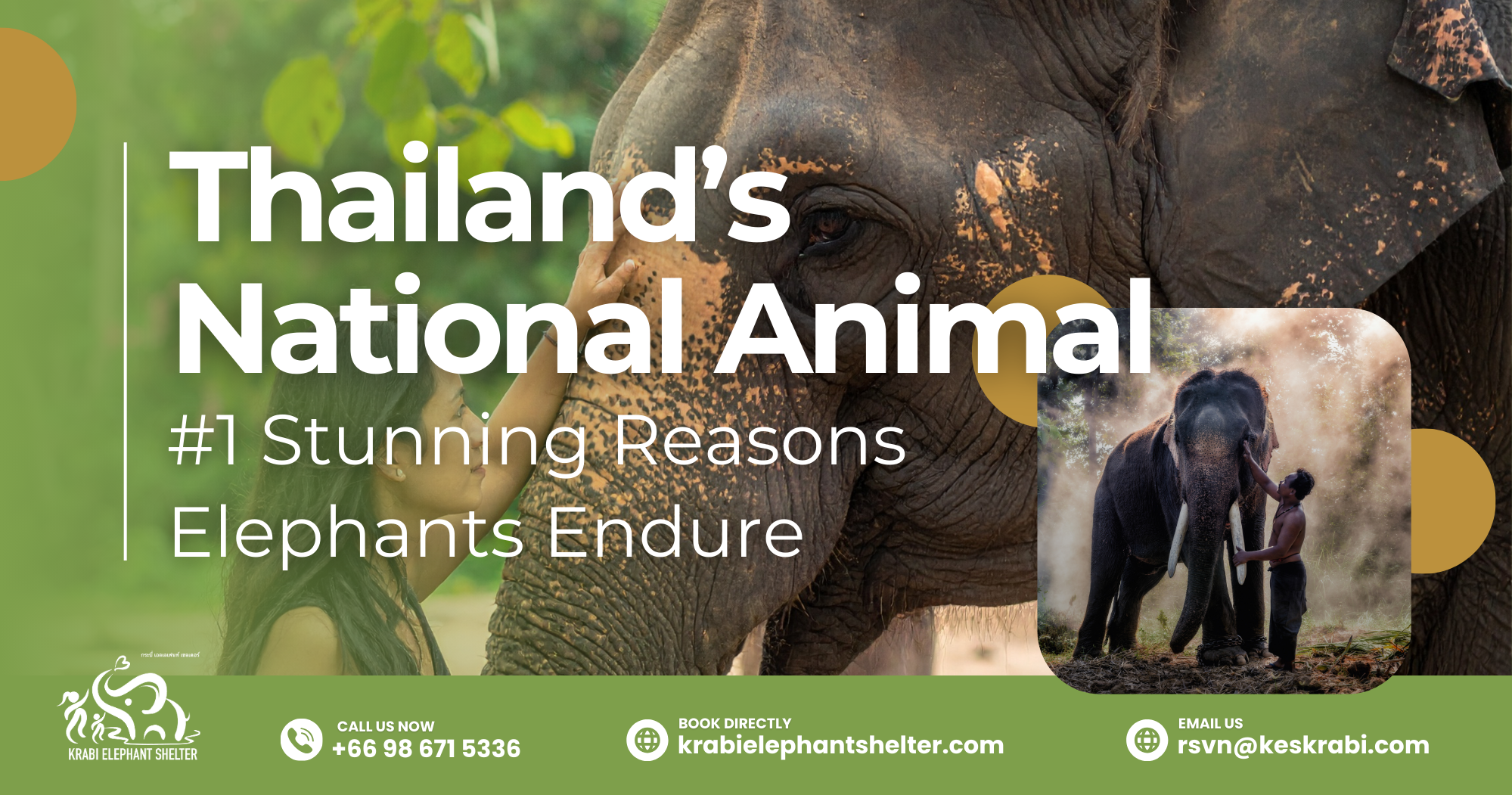 Thailand’s National Animal #1 Stunning Reasons Elephants Endure