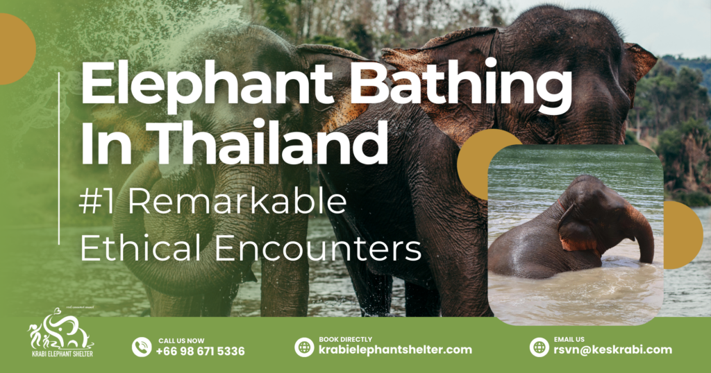 Elephant Bathing In Thailand_ #1 Remarkable Ethical Encounters