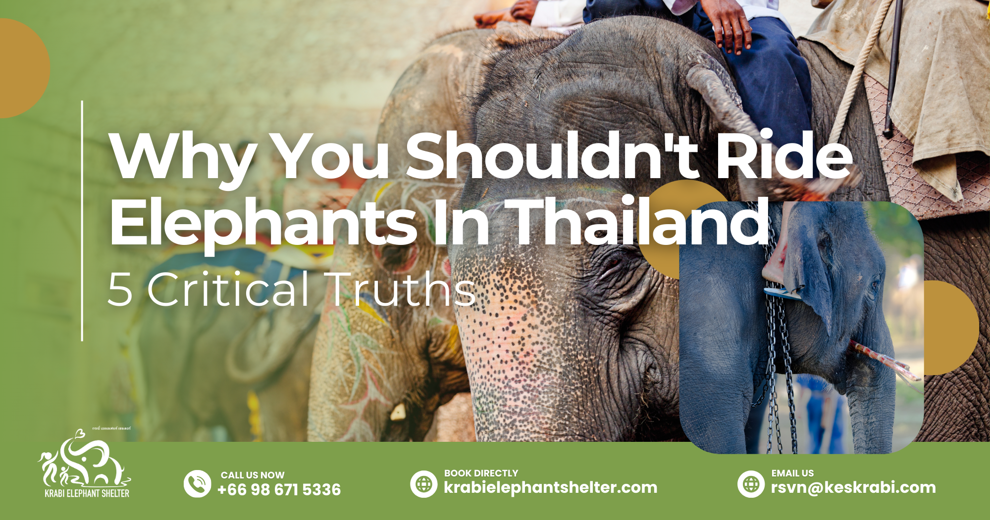 Why You Shouldn't Ride Elephants In Thailand_ 5 Critical Truths