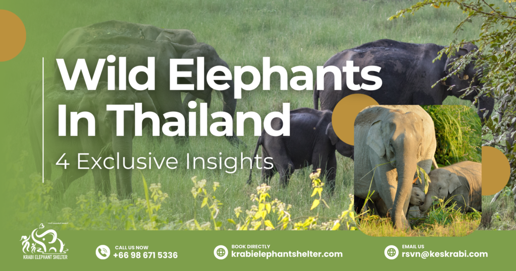 Wild Elephants In Thailand