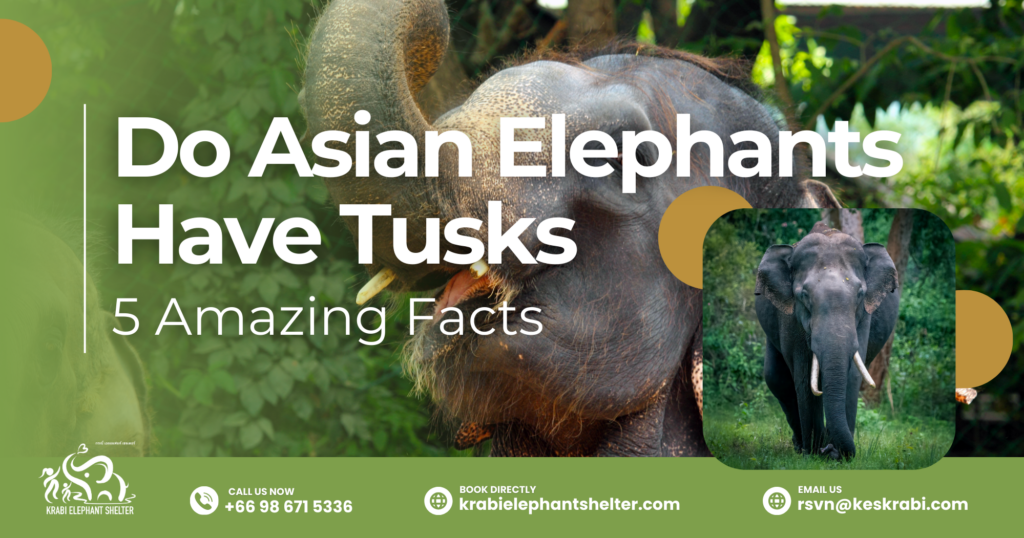 Do Asian Elephants Have Tusks_ 5 Amazing Facts