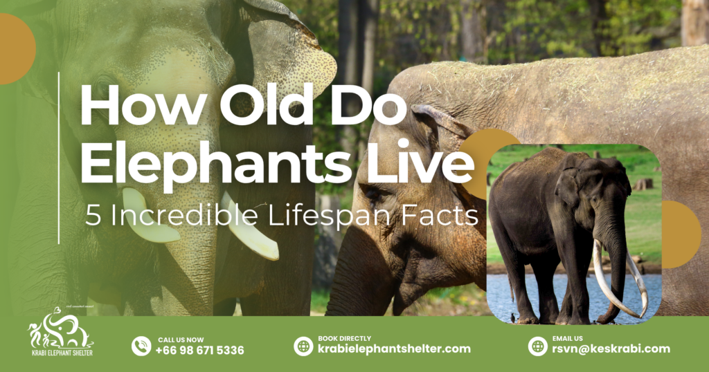 How Old Do Elephants Live_ 5 Incredible Lifespan Facts